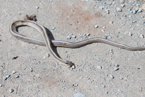 Baird's Patchnose Snake