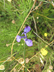 Moraea tripetala