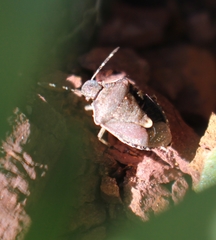 Holcostethus albipes