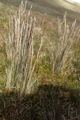 Festuca contracta