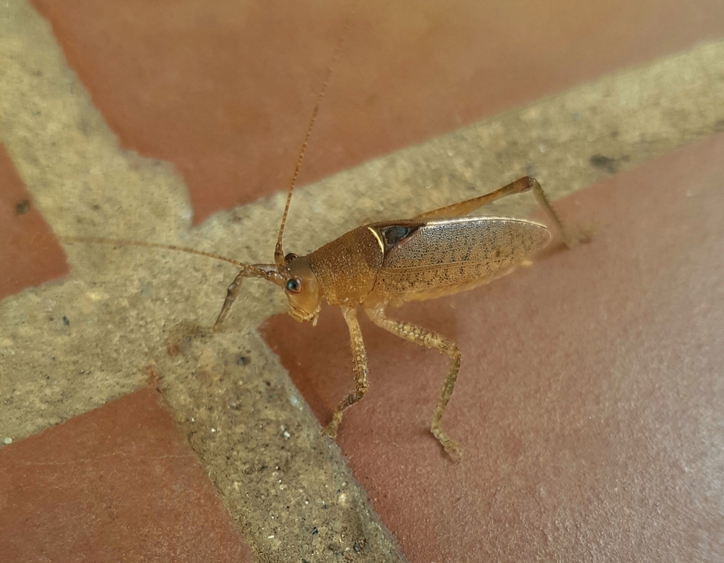 Thamnobates subfalcata
