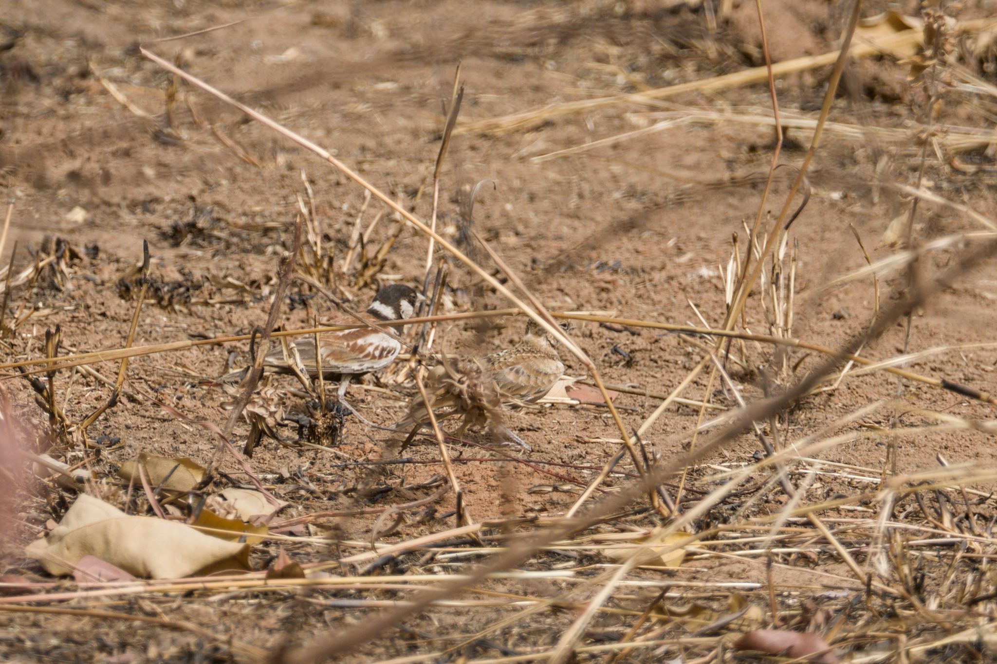 Chestnut-backed Sparrow-Lark (Eremopterix leucotis), photo 7