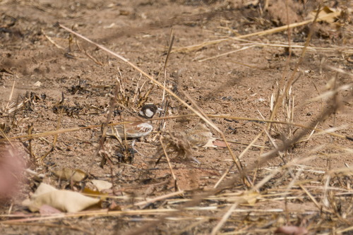 Chestnut-backed Sparrow-Lark (Eremopterix leucotis), photo 5