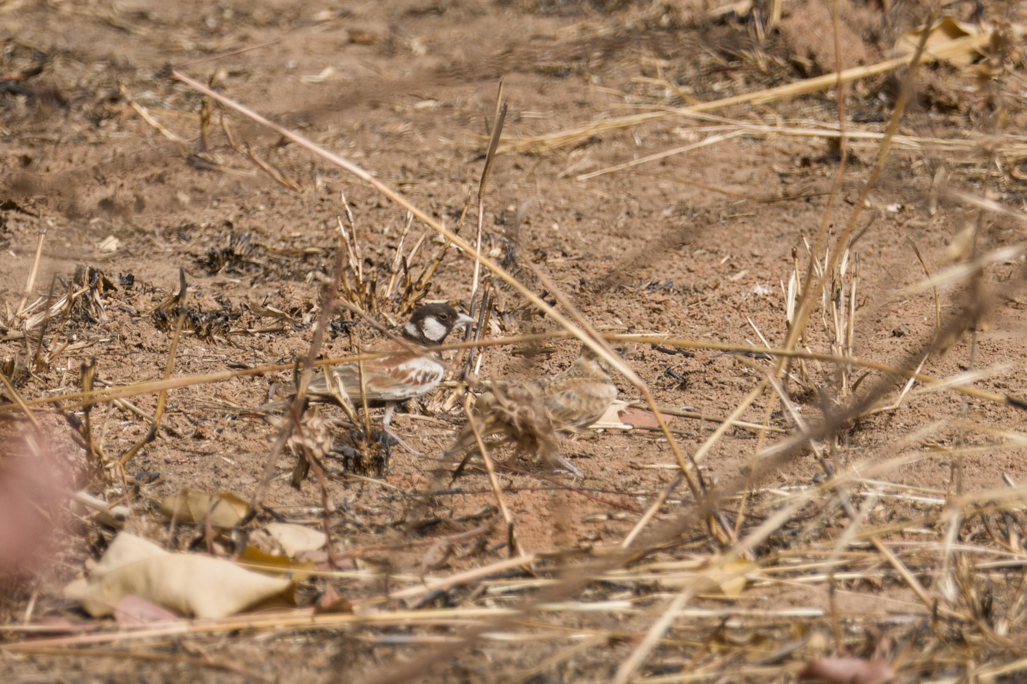 Chestnut-backed Sparrow-Lark (Eremopterix leucotis), photo 8
