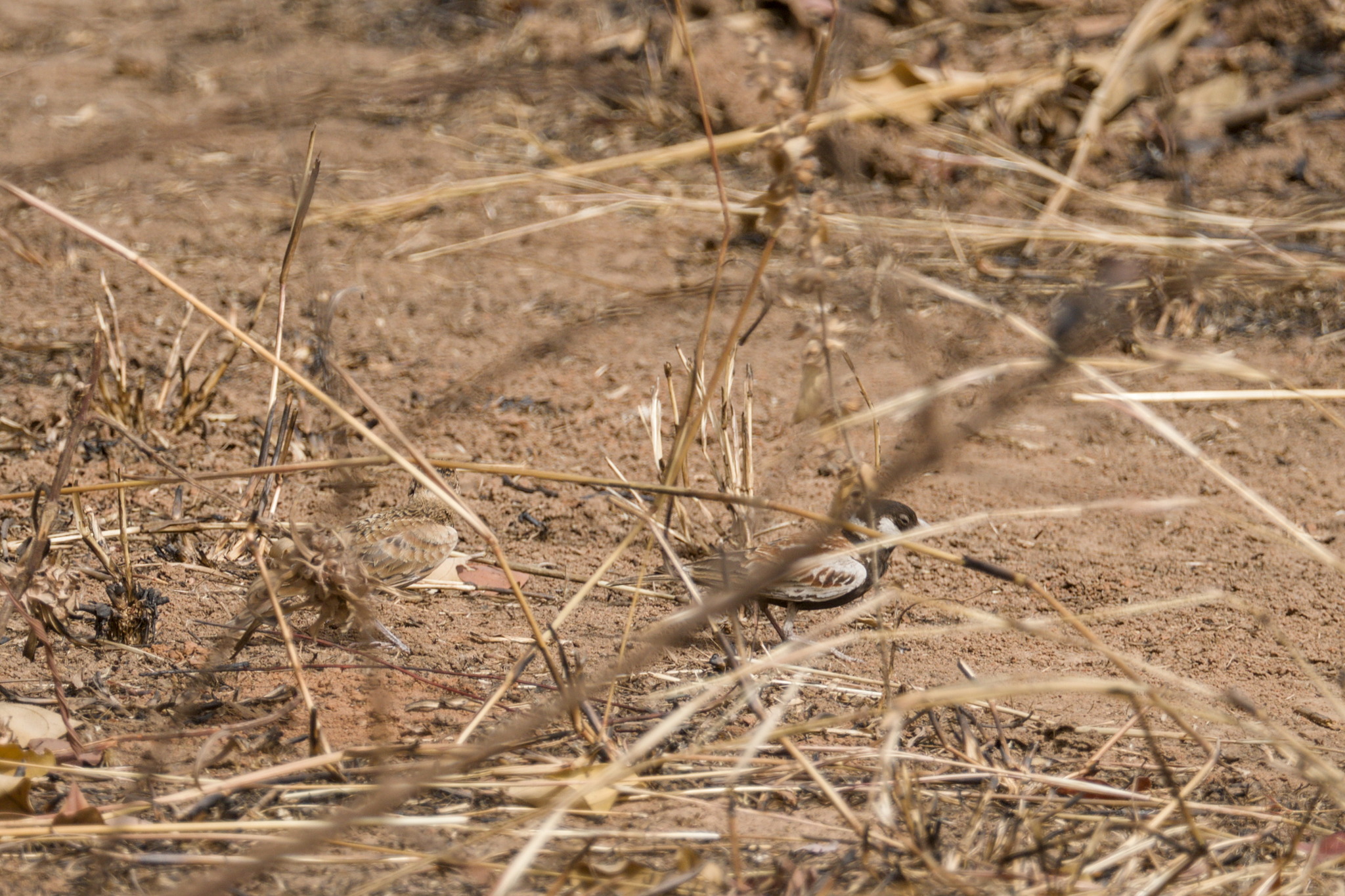 Chestnut-backed Sparrow-Lark (Eremopterix leucotis), photo 9