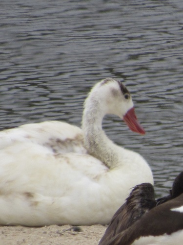 Coscoroba Swan (Coscoroba coscoroba), photo 8