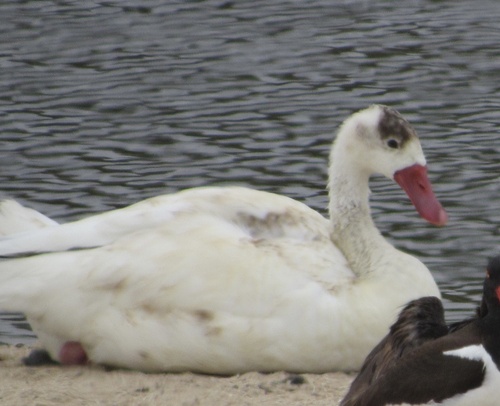 Coscoroba Swan (Coscoroba coscoroba), photo 9