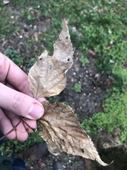 Celtis occidentalis