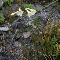 Cyrtanthus leucanthus