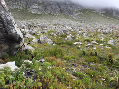 Cyrtanthus leucanthus