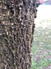 Celtis occidentalis