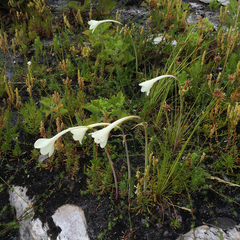 Cyrtanthus leucanthus