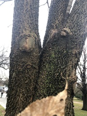 Celtis occidentalis