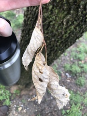 Celtis occidentalis