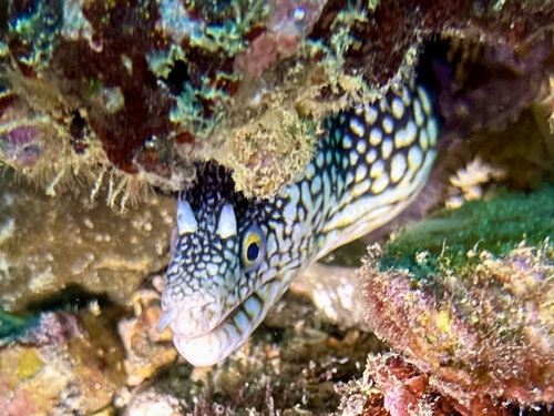 Honeycomb moray (Muraena melanotis) — Muraenidae — 4