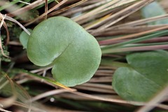 Corybas sulcatus