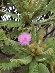 Mimosa manidea