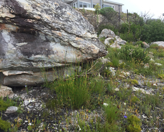 Cyrtanthus leucanthus