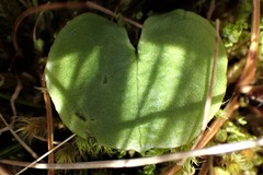 Corybas sulcatus