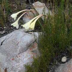 Cyrtanthus leucanthus