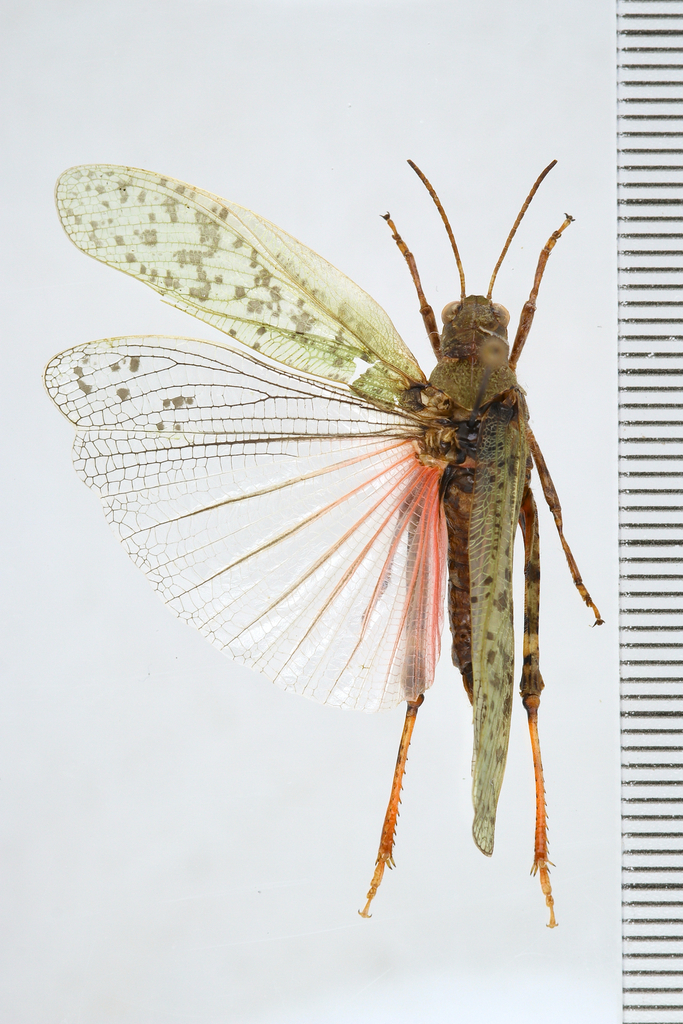 Angaracris barabensis from Chengde, Hebei, CN on July 3, 2025 at 02:00 ...