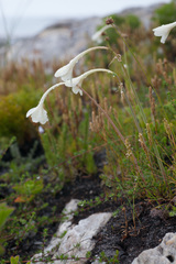 Cyrtanthus leucanthus