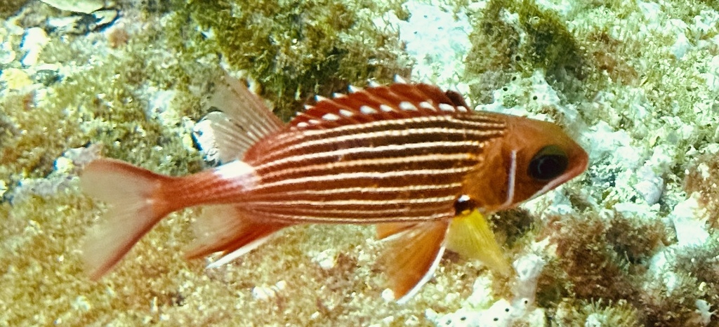 Red squirrelfish (Sargocentron hastatum) — Holocentridae