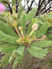 Mimosa manidea