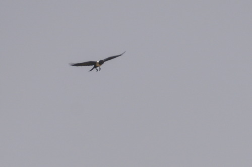 Pied Crow (Corvus albus), photo 3