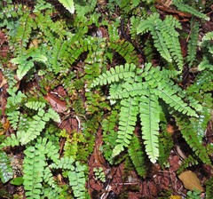 Adiantum diaphanum