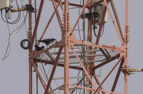 Pied Crow (Corvus albus), photo 2