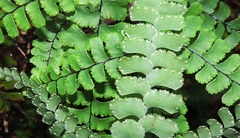 Adiantum diaphanum
