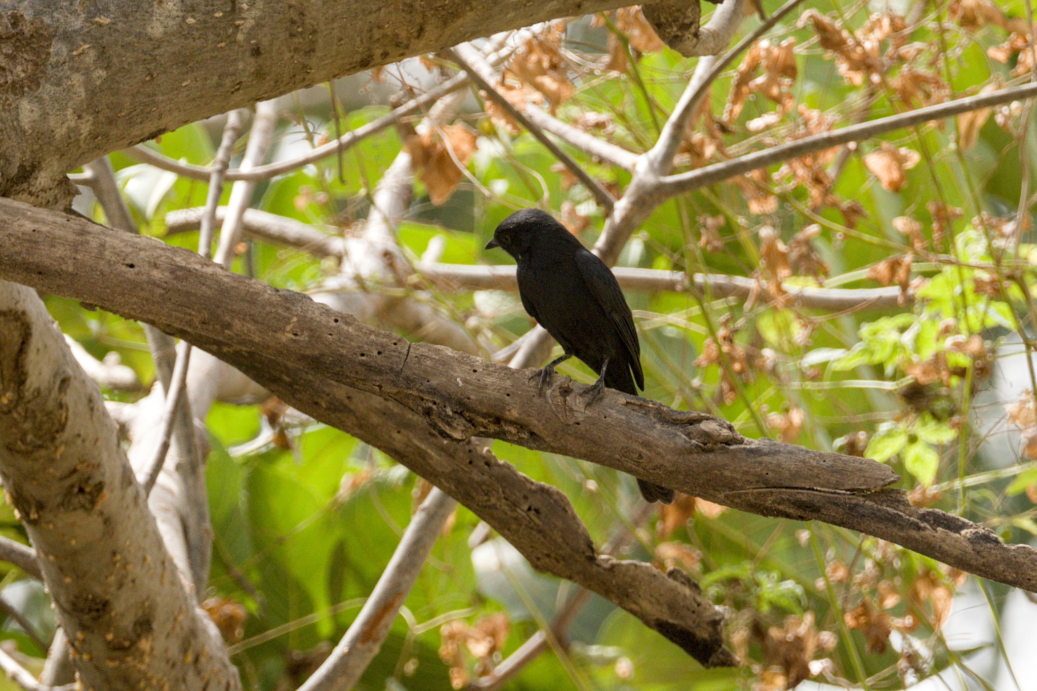 Northern Black Flycatcher (Melaenornis edolioides), photo 2