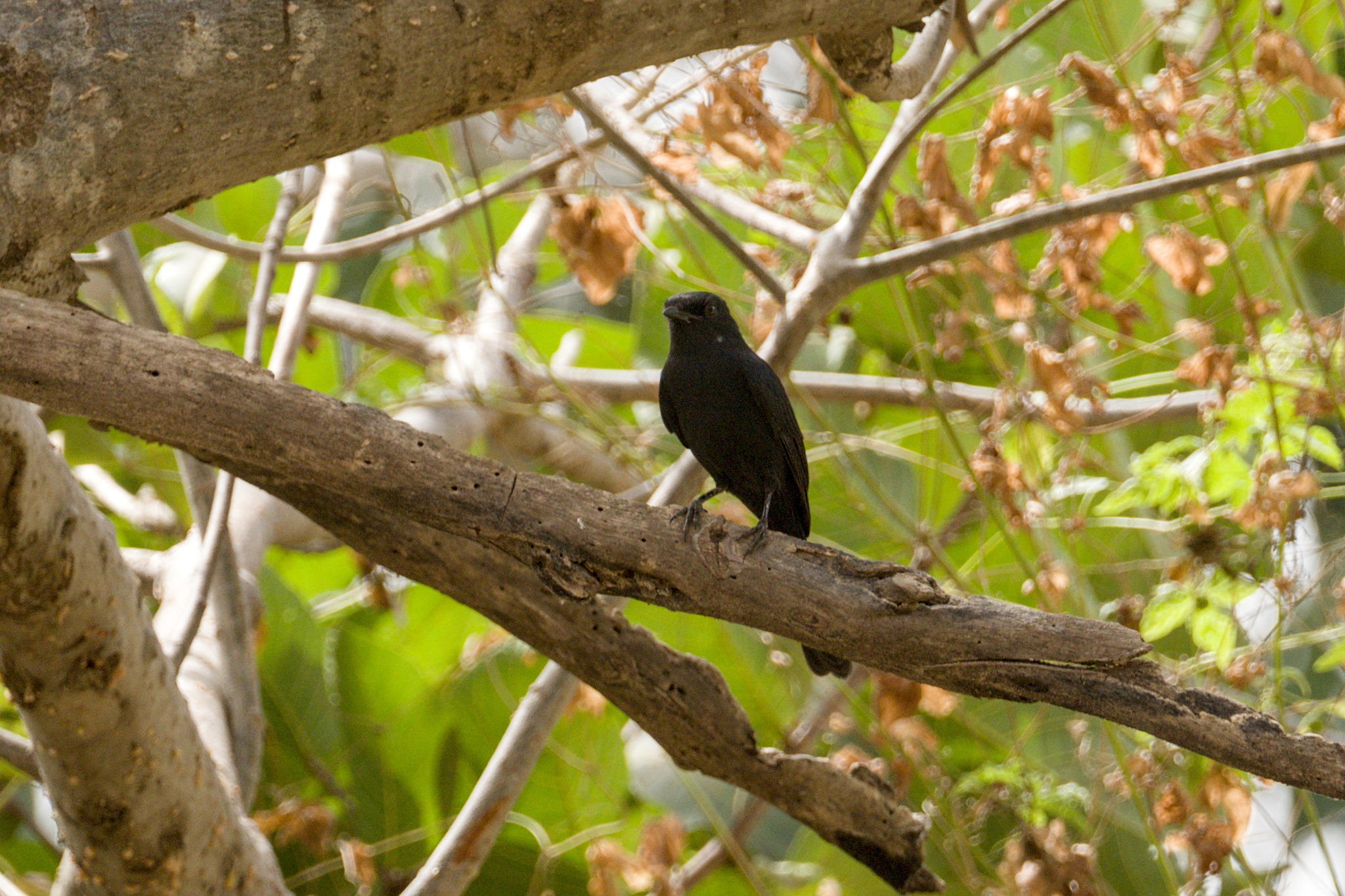 Northern Black Flycatcher (Melaenornis edolioides), photo 1