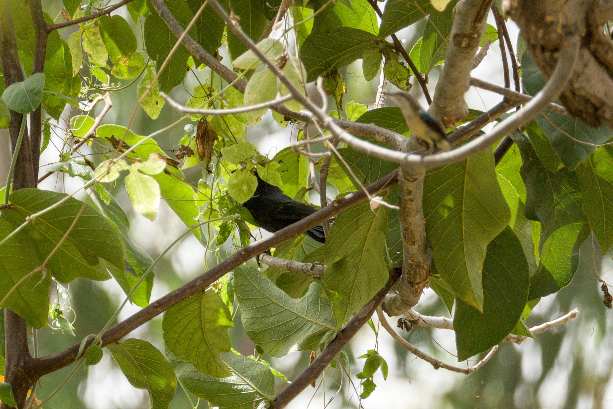 Northern Black Flycatcher (Melaenornis edolioides), photo 8