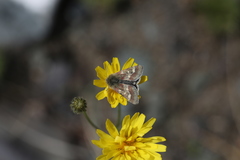 Schinia persimilis
