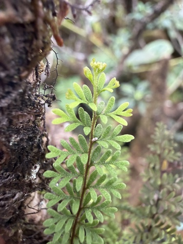 Adenophorus epigaeus observed 2026-01-29