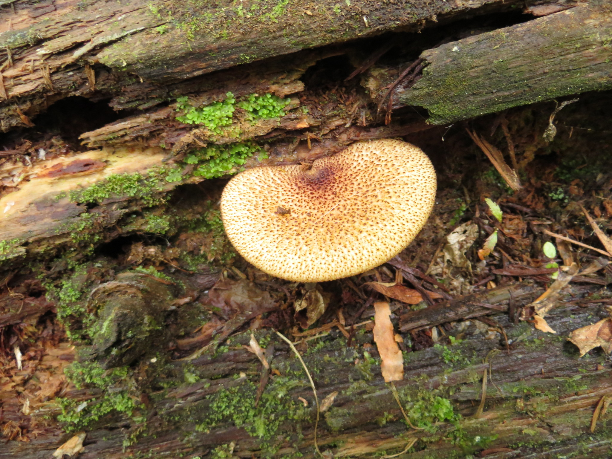 Tricholomopsis ornaticeps image