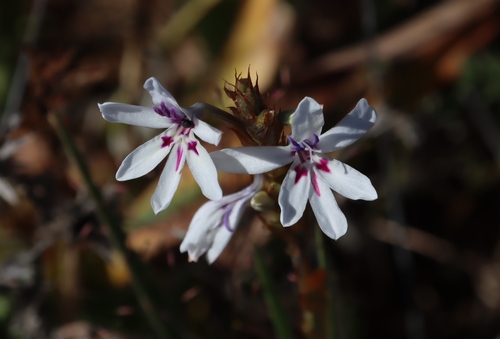 Babiana spathacea
