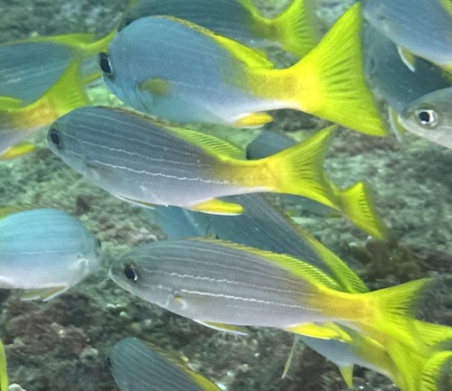 Guinean grunt (Parapristipoma humile) — Haemulidae
