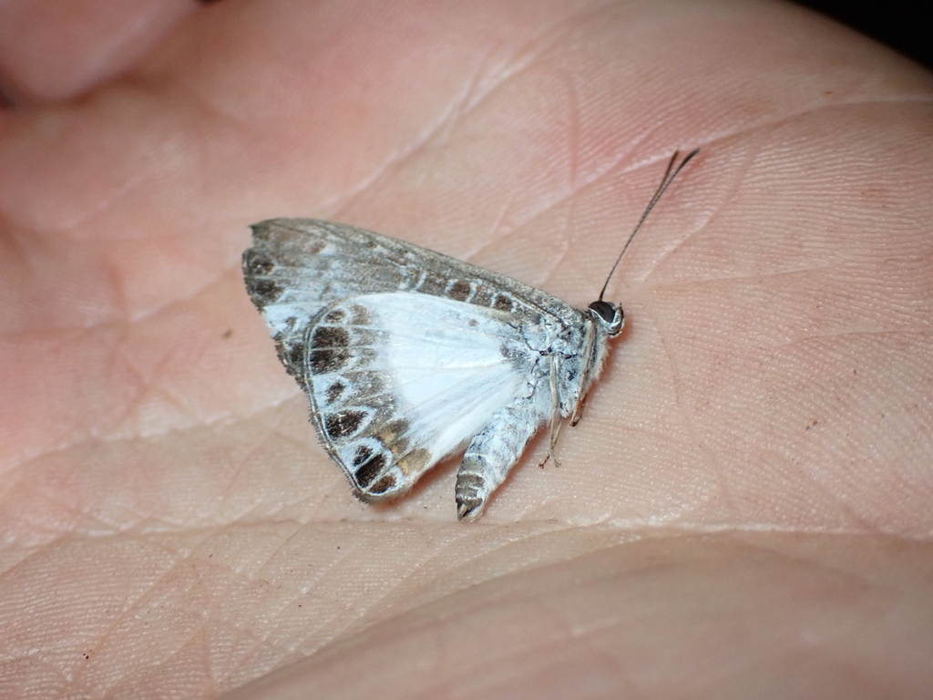 Nymphidium hermieri