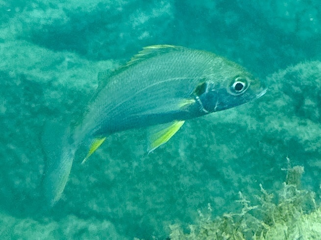 Spaanse grommer (Pomadasys incisus) — Haemulidae