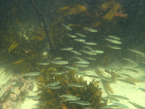 Cape silverside (Atherina breviceps) — Atherinidae — 5