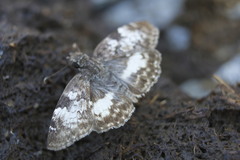 Chiomara georgina georgina