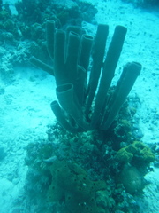 Callyspongia aculeata