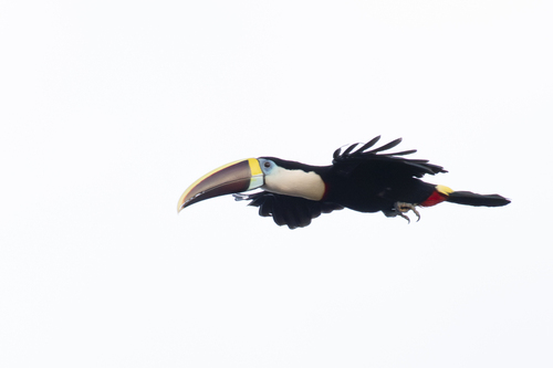 White-throated Toucan (Ramphastos tucanus)