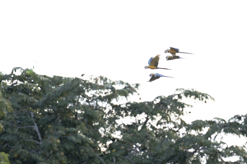 Blue-and-yellow Macaw (Ara ararauna), photo 4