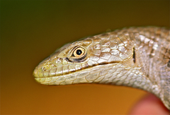 Elgaria multicarinata scincicauda