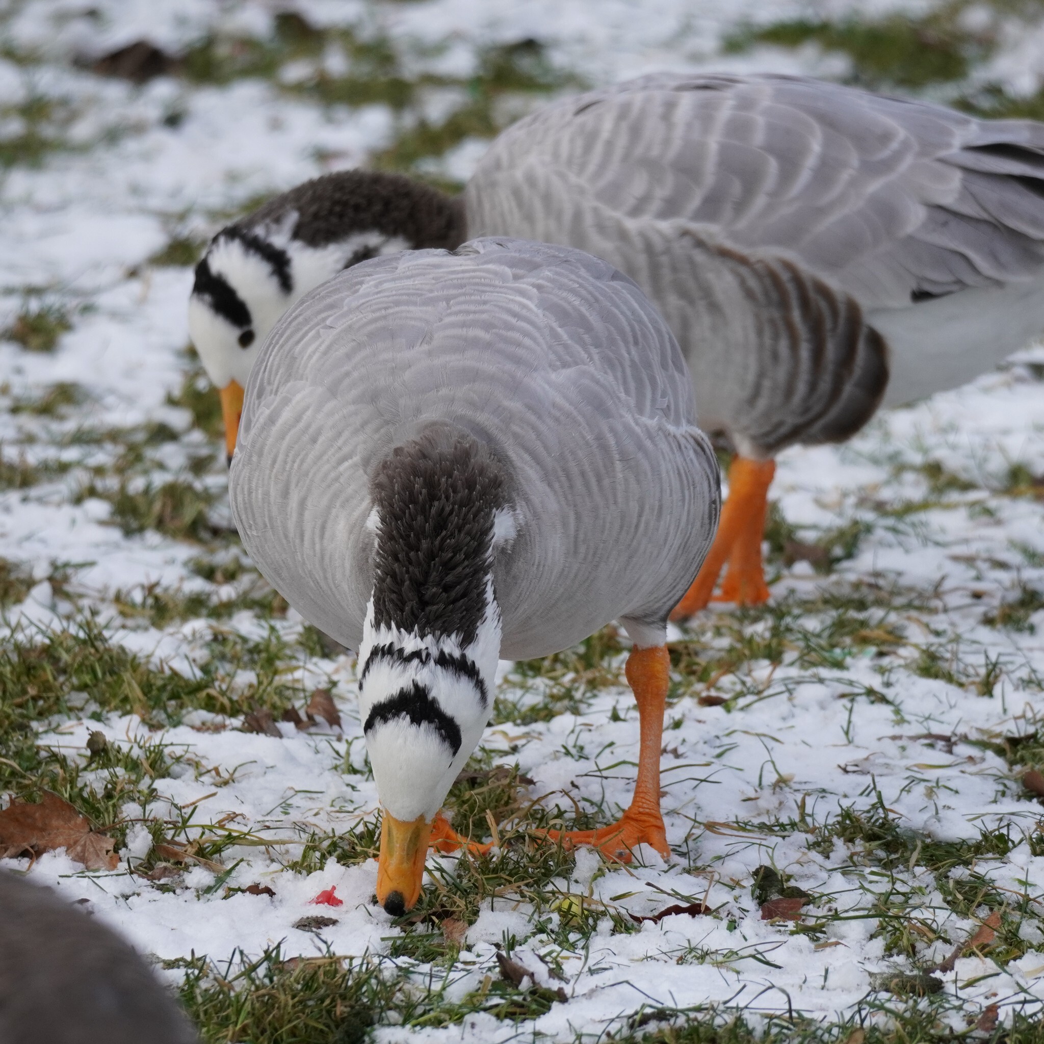 Bar-headed Goose (Anser indicus), photo 8