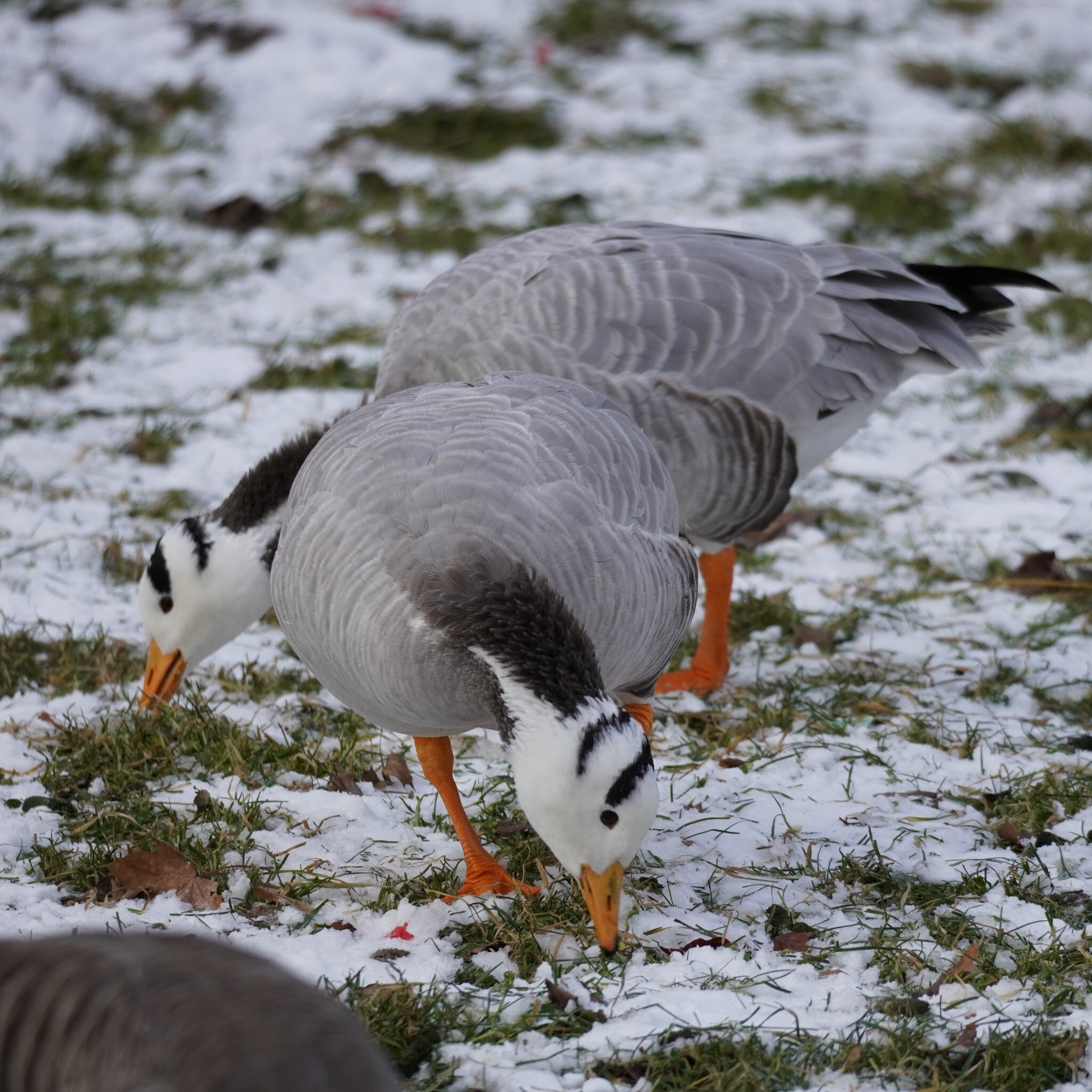 Bar-headed Goose (Anser indicus), photo 9